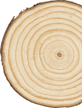 木材の断面